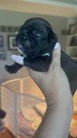 Maximus AKC, a male French Bulldog for sale in Wentzville, MO – 2 of 8