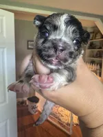 Oreo AKC, a female French Bulldog for sale in Wentzville, MO – 6 of 7