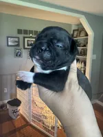 Maximus AKC, a male French Bulldog for sale in Wentzville, MO – 6 of 8