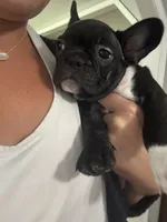 Maximus AKC, a male French Bulldog for sale in Wentzville, MO – 2 of 4