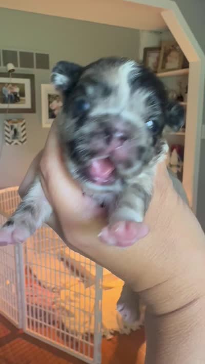 Oreo AKC, a female French Bulldog for sale in Wentzville, MO – 7 of 7