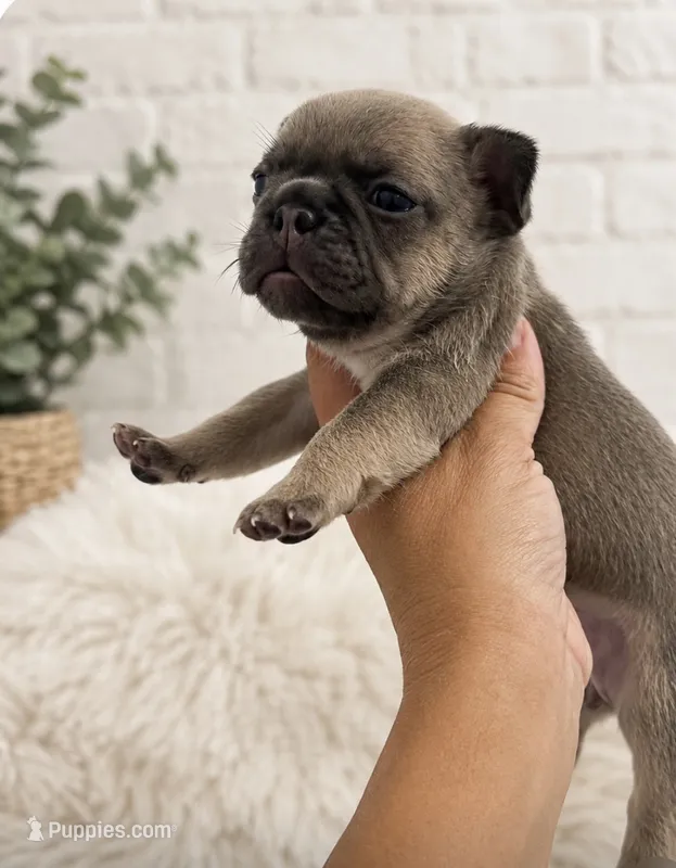 Dolly – French Bulldog puppy for sale in Wentzville, MO
