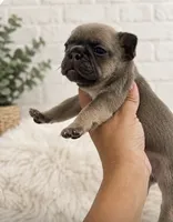 Dolly, a female French Bulldog for sale in Wentzville, MO – 1 of 5