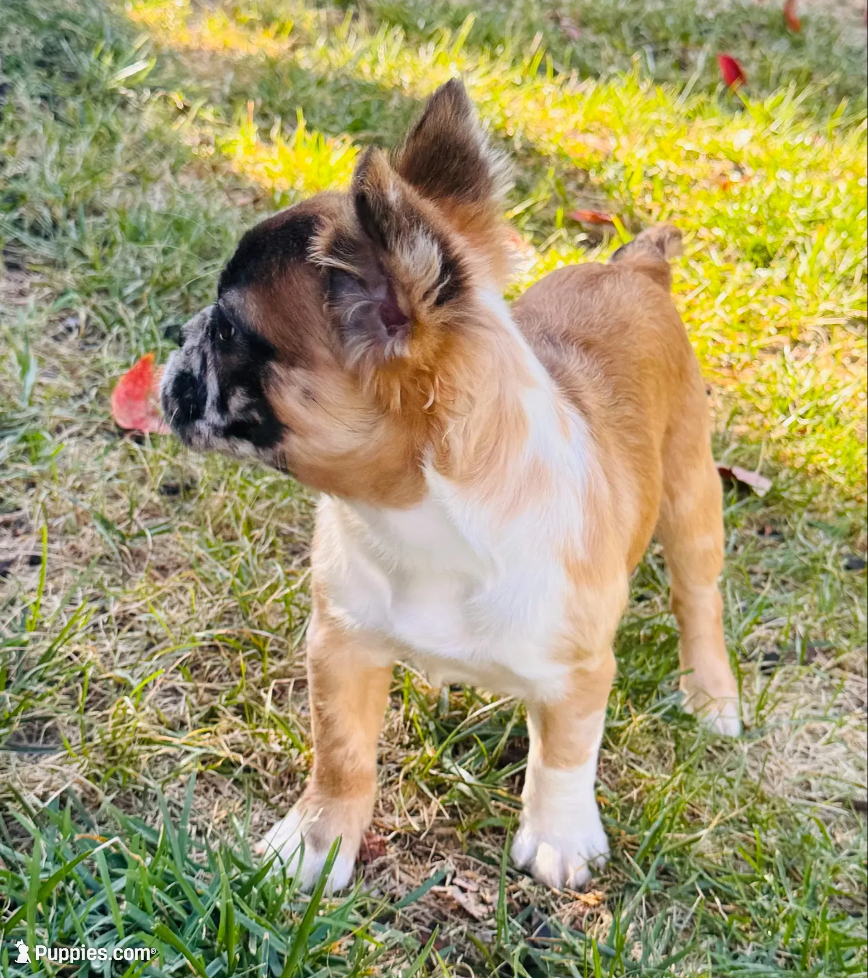 Oreo AKC, a female French Bulldog for sale in Wentzville, MO – 1 of 8