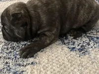 Ringo, a male French Bulldog for sale in Wentzville, MO – Photo 3 of 5