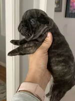 Ringo, a male French Bulldog for sale in Wentzville, MO – Photo 2 of 5