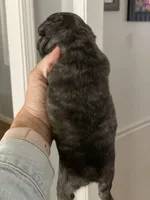 Ringo, a male French Bulldog for sale in Wentzville, MO – Photo 4 of 5