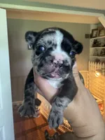 Romeo, a male French Bulldog for sale in Wentzville, MO – 6 of 7