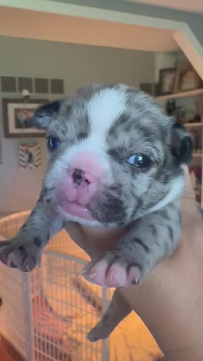 Cookies n cream, a female French Bulldog for sale in Wentzville, MO – 9 of 9