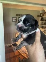 Romeo, a male French Bulldog for sale in Wentzville, MO – 2 of 7