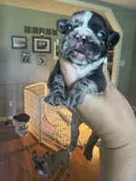 Romeo, a male French Bulldog for sale in Wentzville, MO – 3 of 7