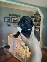 Maximus AKC, a male French Bulldog for sale in Wentzville, MO – 4 of 8