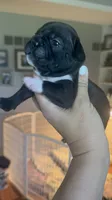 Maximus AKC, a male French Bulldog for sale in Wentzville, MO – 3 of 8