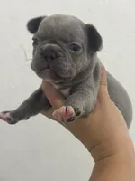 Dumpling , a male French Bulldog for sale in Wentzville, MO – 2 of 5