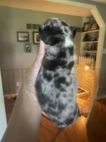 Cookies n cream, a female French Bulldog for sale in Wentzville, MO – 4 of 9