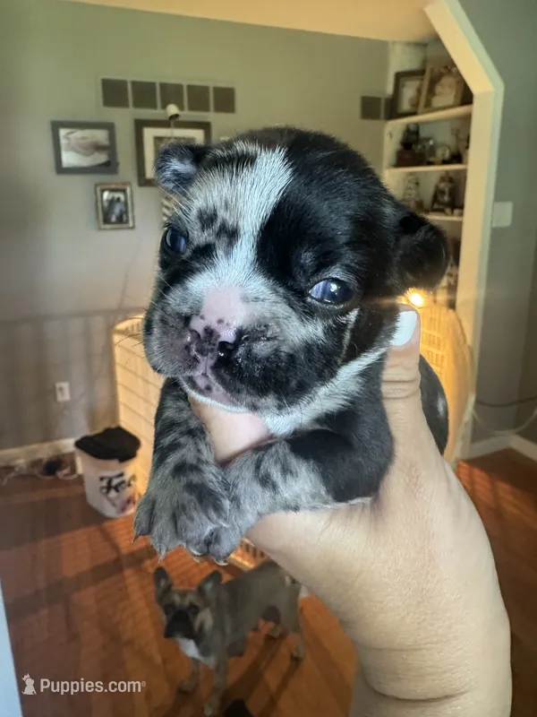 Romeo – French Bulldog puppy for sale in Wentzville, MO