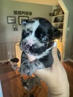 Romeo, a male French Bulldog for sale in Wentzville, MO – 1 of 7