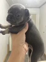 Romeo, a male French Bulldog for sale in Wentzville, MO – 3 of 5