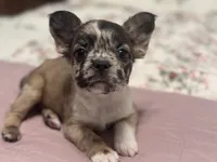 Oreo AKC, a female French Bulldog for sale in Wentzville, MO – 2 of 9