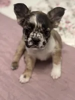 Oreo AKC, a female French Bulldog for sale in Wentzville, MO – 3 of 9