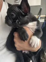 Maximus AKC, a male French Bulldog for sale in Wentzville, MO – 3 of 4