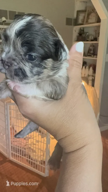 Oreo AKC – French Bulldog puppy for sale in Wentzville, MO