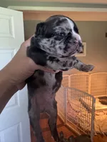 Romeo, a male French Bulldog for sale in Wentzville, MO – 7 of 7