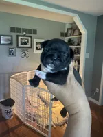 Maximus AKC, a male French Bulldog for sale in Wentzville, MO – 7 of 8