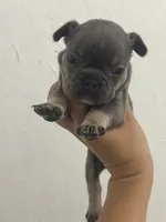 Romeo, a male French Bulldog for sale in Wentzville, MO – 4 of 5