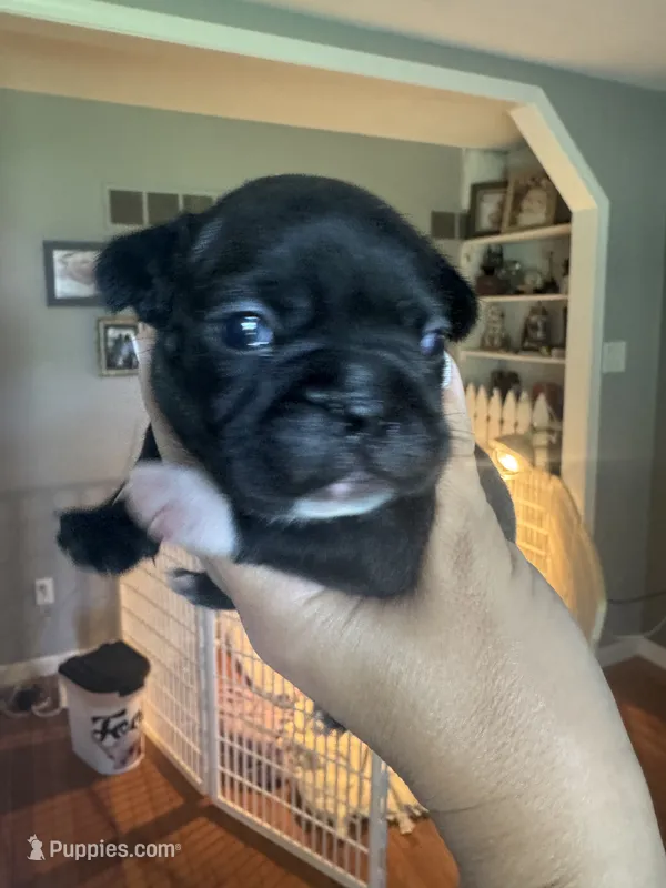 Maximus AKC – French Bulldog puppy for sale in Wentzville, MO