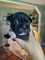 Maximus AKC, a male French Bulldog for sale in Wentzville, MO – 1 of 8