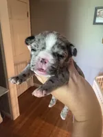 Cookies n cream, a female French Bulldog for sale in Wentzville, MO – 6 of 9