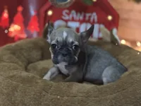 Mable akc, a female French Bulldog for sale in Wentzville, MO – Photo 4 of 8