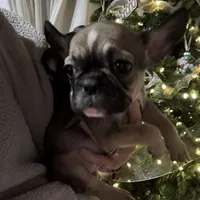 Mable akc, a female French Bulldog for sale in Wentzville, MO – Photo 7 of 8