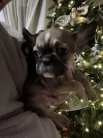 Mable akc, a female French Bulldog for sale in Wentzville, MO – Photo 7 of 8