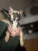 Mable akc, a female French Bulldog for sale in Wentzville, MO – Photo 1 of 8