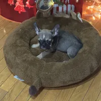 Mable akc, a female French Bulldog for sale in Wentzville, MO – Photo 8 of 8