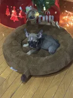 Mable akc, a female French Bulldog for sale in Wentzville, MO – Photo 8 of 8