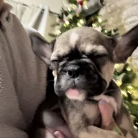 Mable akc, a female French Bulldog for sale in Wentzville, MO – Photo 5 of 8