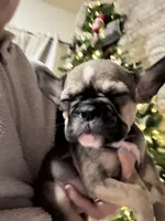 Mable akc, a female French Bulldog for sale in Wentzville, MO – Photo 5 of 8