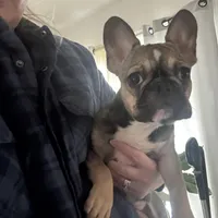 Mable akc, a female French Bulldog for sale in Wentzville, MO – Photo 3 of 8