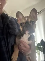 Mable akc, a female French Bulldog for sale in Wentzville, MO – Photo 2 of 8