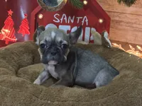 Mable akc, a female French Bulldog for sale in Wentzville, MO – Photo 6 of 8
