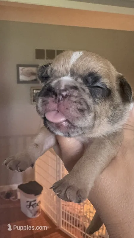 Dumpling  – French Bulldog puppy for sale in Wentzville, MO