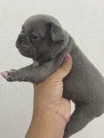 Dumpling , a male French Bulldog for sale in Wentzville, MO – 5 of 5