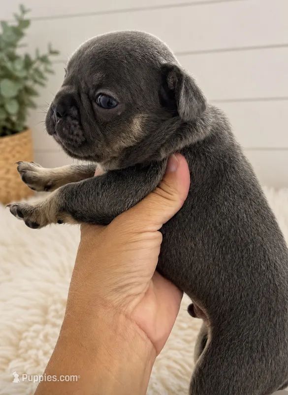 Romeo – French Bulldog puppy for sale in Wentzville, MO