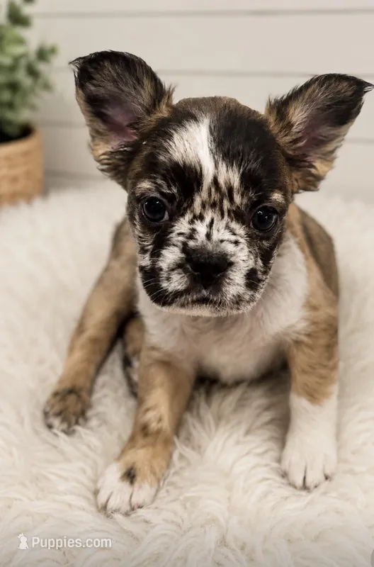 Oreo AKC – French Bulldog puppy for sale in Wentzville, MO