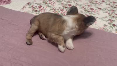 Oreo AKC, a female French Bulldog for sale in Wentzville, MO – 9 of 9