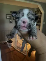Cookies n cream, a female French Bulldog for sale in Wentzville, MO – 2 of 9