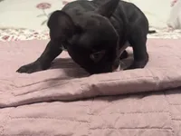 Maximus AKC, a male French Bulldog for sale in Wentzville, MO – 4 of 4